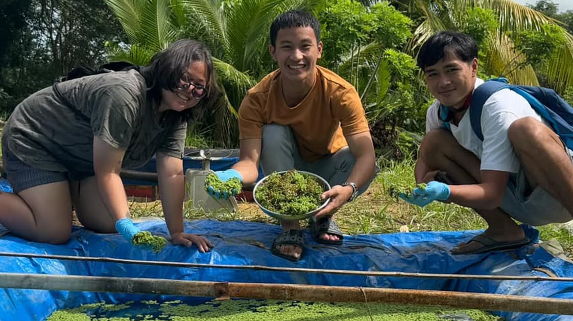 Harvesting Azolla for Sustainable Livestock Feed Development