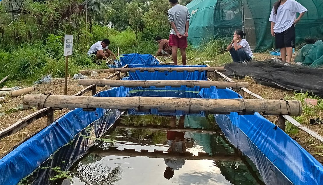 Activating Azolla Ponds for Sustainable Agriculture and Learning